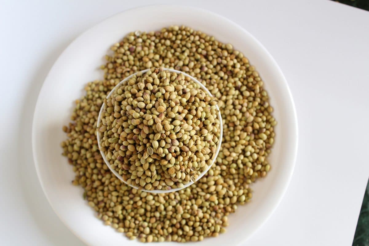 Coriander Seeds